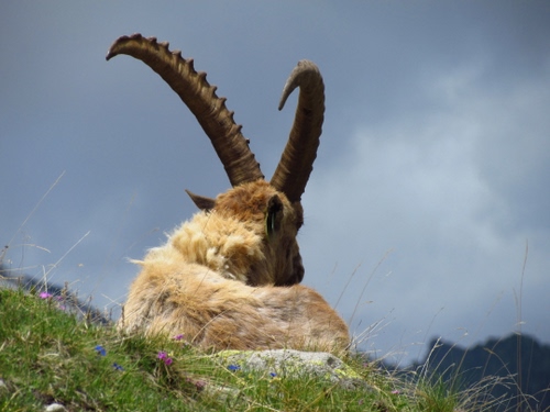 Immagine con corna, pelo, cielo, erba, animale, montagna, prato, nuvole, due, pelliccia, verde, stambecco, fiori, camoscio