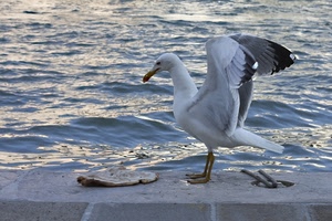 gabbiano, ali, acqua, mare, uccello, becco, bianco, animale, muretto, zampe, coda, cibo, penne, occhio, volatile, piume