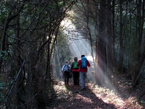 alberi, bosco, raggi, luce, sentiero, zaini, persone, foglie, passeggiata, verde, escursionisti, sole, natura, famiglia, ombra, rami