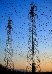 uccelli, tralicci, cielo, tramonto, alta, fili, pali, stormi, tensione, stormo, elettricità