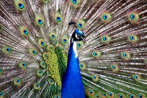 pavone, uccello, blu, ruota, becco, piume, verde, colori, occhi, collo, cerchi, azzurro, animale