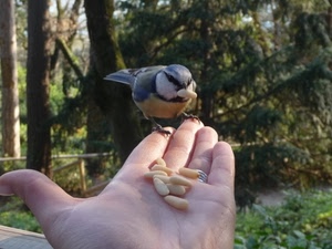 mano, uccello, pinoli, cibo, alberi, becco, animali, bosco
