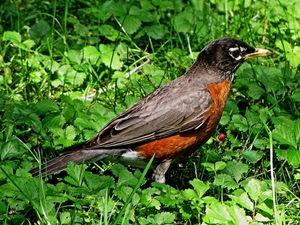 uccello, verde, erba, becco, piume, nero, grigio, prato, natura