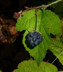mora, verde, frutto, ramo, foglie, natura, nero, spine, foglia, macro, rami