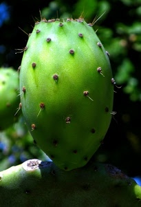 spine, verde, pianta, frutto, fico, ficodindia, macro, flora, india, natura, frutti
