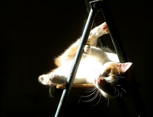 gatto, nero, bianco, zampe, animale, vibrisse, micio, felino, pelo, giocare, musetto, baffi, occhi, ferro, gioco, sedia, sfondo, equilibrio, muso, ombre