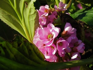 petali, rosa, verde, fiori, foglie, natura, pianta, macro, fiore, pistilli, piante, giallo, stami