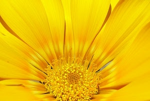 giallo, petali, fiore, macro, corolla, pistilli, natura