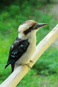 uccello, becco, canna, ali, piume, ramo, volatile, nero, animale, bianco