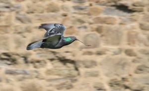 piccione, ali, volo, uccello, muro, becco, colombo, verde, sfocato, rametto, grigio, ombra, ramo, animale, coda, piume