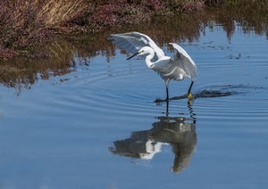 acqua, uccello, bianco, airone, ali, riflesso, riflessi, stagno, animale