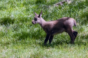 erba, animale, orecchie, zampe, prato, verde, cucciolo, natura, muso, agnello, bosco