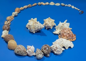 conchiglie, spirale, azzurro, bianco, varietà, mare