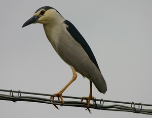 becco, uccello, zampe, filo, fili, piume, animale, bianco, cavi, nero