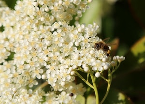 ape, fiori, bianco, macro, insetto, verde, fiore, petali, bianchi, rami