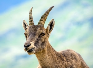 corna, orecchie, muso, animale, cielo, occhi, capra, pelo, naso, stambecco, animali, nuvole, bocca, due