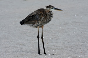 uccello, zampe, becco, sabbia, piume, airone, animale, ali