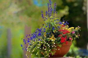 fiori, vaso, rosso, verde, sfocato, giallo, foglie, bianco, colori, blu, natura, composizione, piante, pianta, coccio, multicolore, azzurro, piantine, sfondo