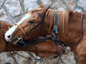 cavalli, briglie, criniera, due, muro, marrone, cavallo, muso, morso, finimenti, bianco, pietra, animali