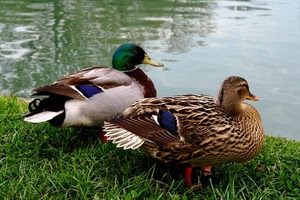 erba, piume, acqua, verde, anatre, becco, prato, colori, due, uccelli, riflessi, fiume, germani, coppia, becchi, femmina, ali, maschio, lago, animali