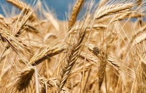 spighe, grano, campo, cielo, giallo, oro, macro, azzurro, cereali, maturo, estate, grani, campagna, chicchi