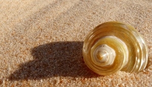 conchiglia, sabbia, ombra, spirale, granelli, guscio, madreperla, punta, giallo, chiocciola, ombre, rosa