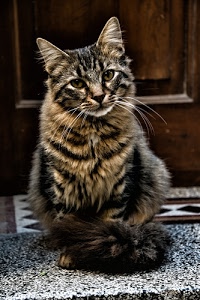 gatto, orecchie, occhi, pelo, micio, animale, coda, porta, felino, vibrisse, baffi, muso, grigio, marrone, tappeto, tigrato, seduto, zerbino, zampe