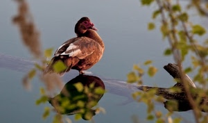 riflesso, foglie, acqua, uccello, anatra, ramo, rami, animale, volatile, lago