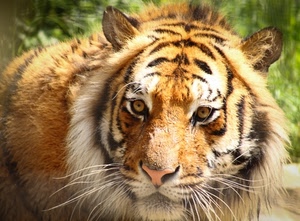 tigre, occhi, animale, pelo, baffi, muso, naso, animali