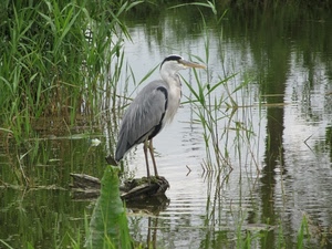 uccello, acqua, airone, becco, palude, ali, stagno, erba, canne, lago