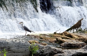 acqua, cascata, uccello, rocce, airone, becco, natura, roccia, spruzzi, bianco, zampe, piante, animale