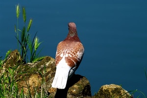 uccello, erba, spighe, verde, azzurro, roccia, colombo, piume, piccione, rocce, blu