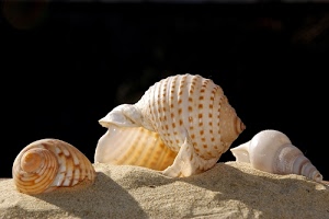 sabbia, conchiglie, tre, nero, spirali, ombre, madreperla, bianco, marrone, macro, giallo, sfondo