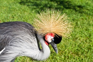 uccello, becco, piume, cresta, grigio, verde, collo, ciuffo, prato, giallo, gru