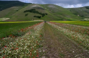 fiori, italia, verde, colline, nuvole, rosso, castelluccio, bianco, cielo, pianura, strada, sentiero, montagne, piante, erba, fioritura, prati, prospettiva, piana, collina, campi, giallo, montagna