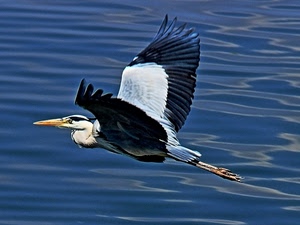 uccello, ali, volo, mare, acqua, becco, piume, nero, blu, bianco