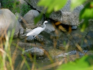 bianco, verde, sassi, uccello, acqua, becco, airone, erba, zampe, garzetta, nero, pietre, foglie