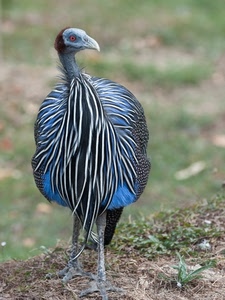 uccello, becco, zampe, erba, azzurro, blu, piume, occhio, righe, animale, verde, animali, nero, penne, pavone, sfocato, bianco, grigio, occhi, strisce
