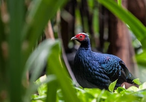 uccello, foglie, becco, piume, verde, rosso, occhio, volatile, fagiano, nero, animale