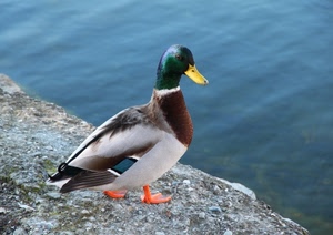 becco, acqua, uccello, anatra, verde, giallo, piume, animale, zampe, papera, bianco, mare, colori