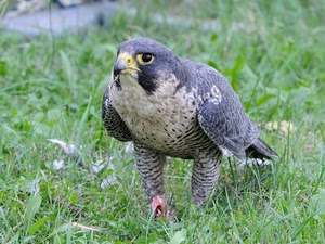 becco, piume, uccello, rapace, falco, prato, occhio, volatile, erba, occhi
