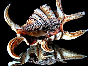 conchiglia, riflesso, nero, bianco, marrone, specchio, spirale, macro, doppio, riflessi, conchiglie, mare