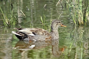 acqua, anatra, riflessi, becco, piante, stagno, verde, canne, natura, riflesso, piume, uccello, anitra, erba, animale, grigio, papera