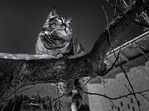 gatto, ramo, bianconero, albero, animale, coda, occhi, micio, felino, casa, orecchie, rami, notte, grigio, muro, baffi, muso