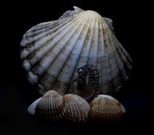 conchiglie, cavalluccio, nero, marino, conchiglia, mare, madreperla, linee, ippocampo, sfondo, righe
