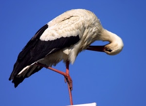 uccello, becco, bianco, zampe, nero, cicogna, piume, gru