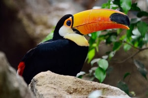 becco, uccello, tucano, giallo, nero, arancio, sasso, colori