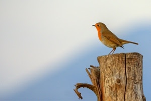 uccello, tronco, becco, legno, pettirosso, palo, nuvole, cielo, animale