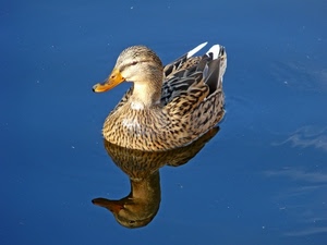 acqua, riflesso, piume, becco, anatra, uccello, animale, papera, ali, germano, blu, azzurro