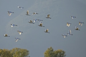 volo, uccelli, ali, cielo, stormo, volare, libertà, natura, alberi